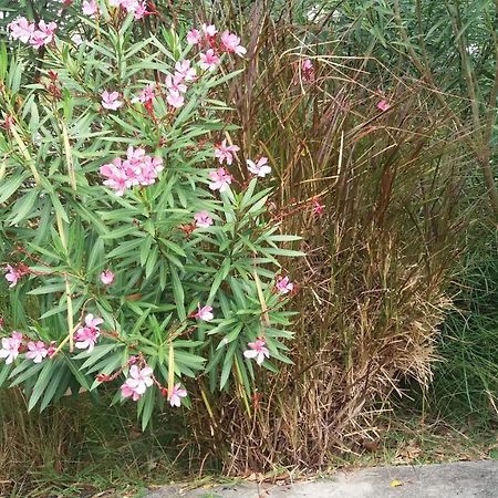 Comfy Home-Tropical Garden & 5 Min Walk To Beach Tamarin Exterior foto