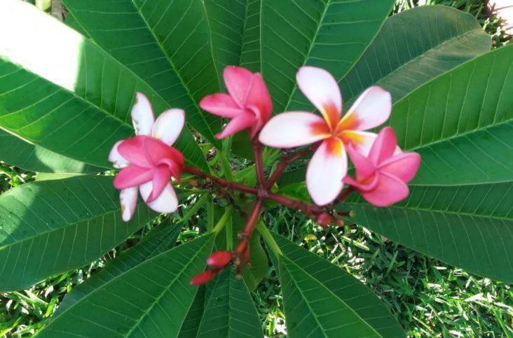 Comfy Home-Tropical Garden & 5 Min Walk To Beach Tamarin Exterior foto